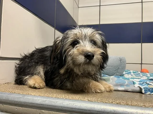 A baby small-sized male Poodle dog named Garth for adoption in Fort Wayne, IN