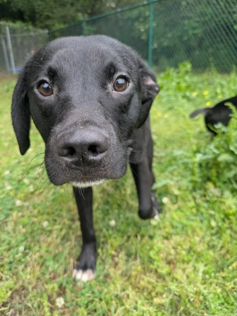 A baby medium-sized male Labrador Retriever dog named Kirby for adoption in Little Rock, AR