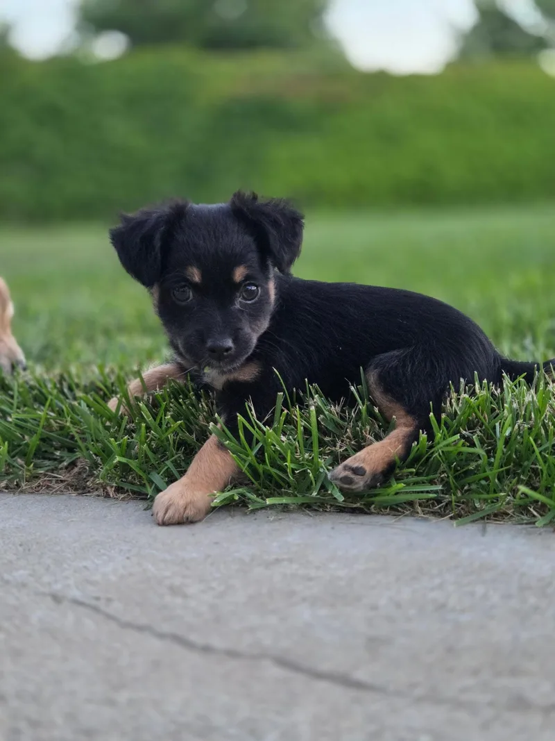 A baby small-sized female Chihuahua dog named Beckett for adoption in Penryn, CA