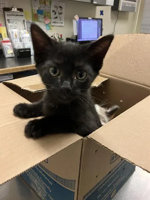 A baby small-sized female Domestic Short Hair cat named Jackie for adoption in Long Beach, CA
