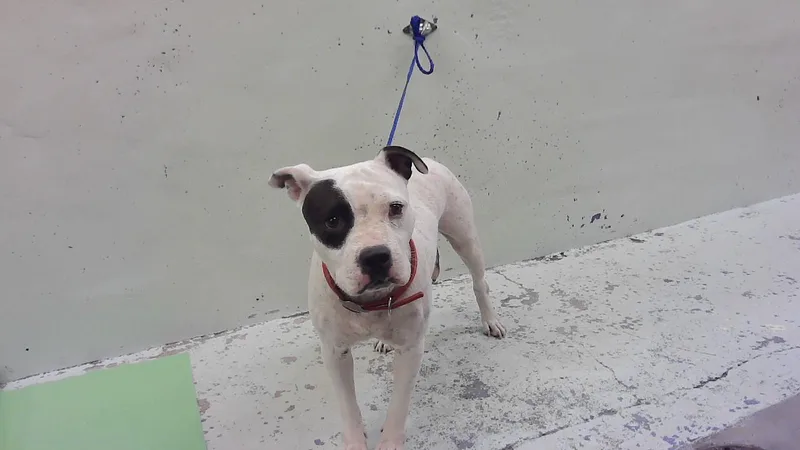 An adult medium-sized female Staffordshire Bull Terrier dog named Missy for adoption in Houston, TX
