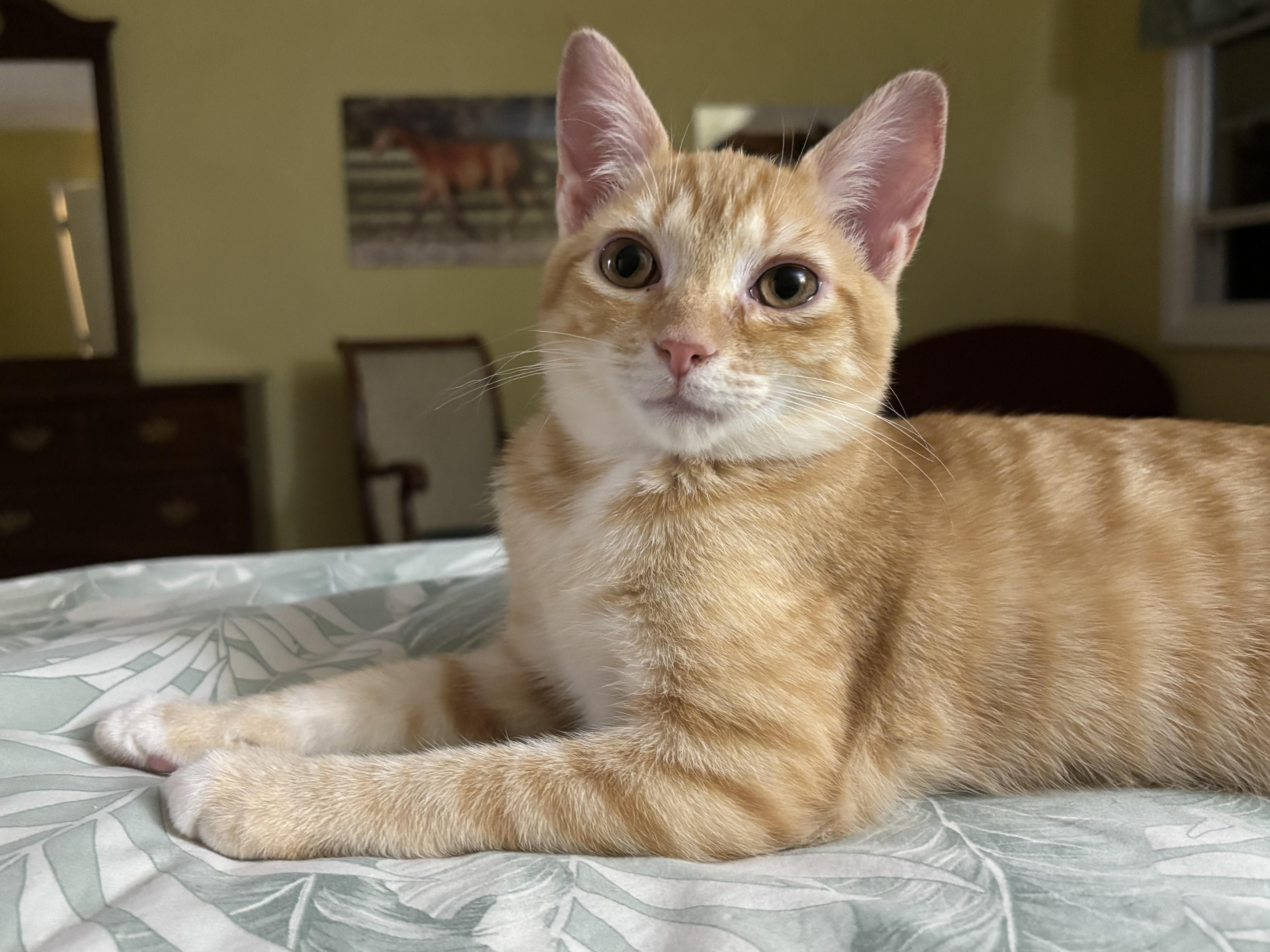 A young large-sized male Orange & White Domestic Short Hair cat named Corn Nuts for adoption in Alexandria, IN