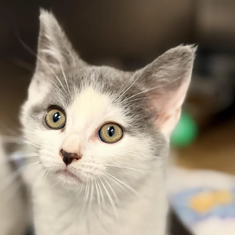 A baby medium-sized female Gray & White Domestic Short Hair cat named Penny for adoption in Manahawkin, NJ