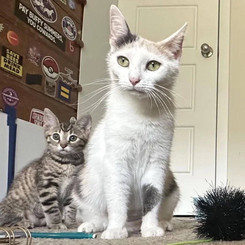 An adult medium-sized female Gray / Blue / Silver Domestic Short Hair cat named Gigi for adoption in Traverse City, MI