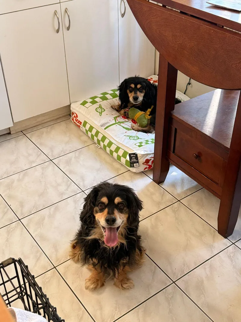 Comet & Chocolate thumbnail 2