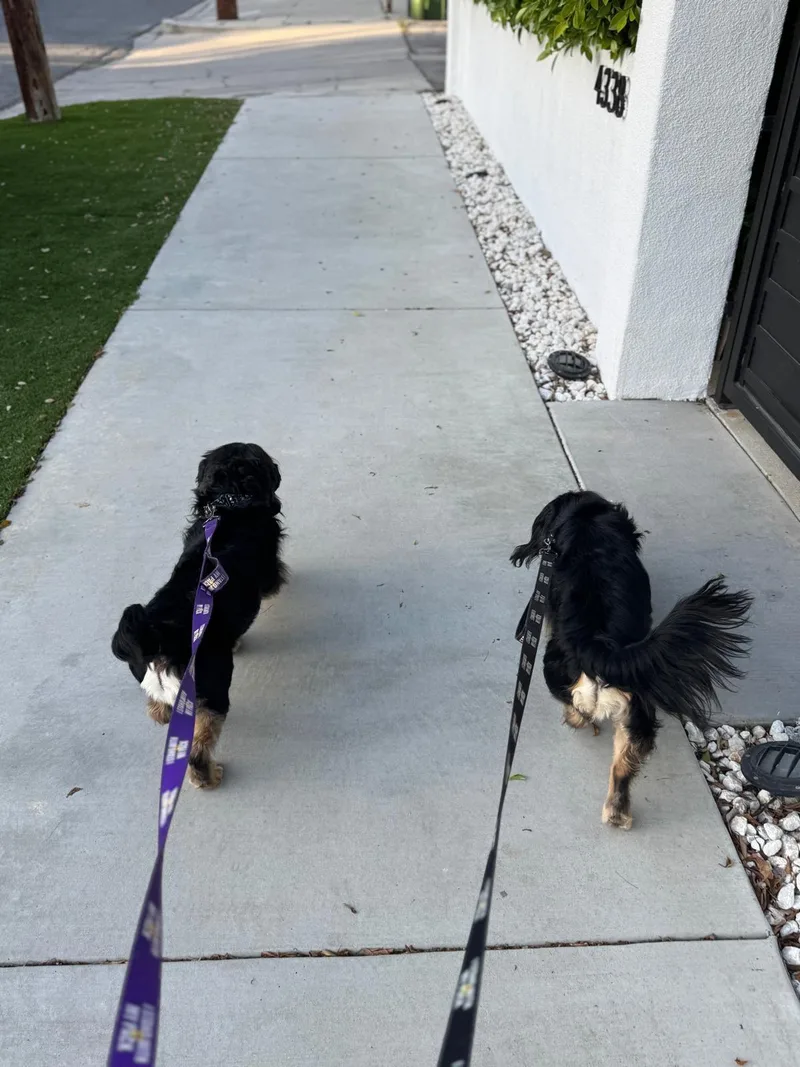 Comet & Chocolate thumbnail 3