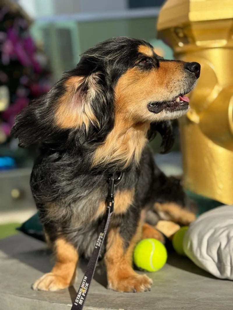 Comet & Chocolate thumbnail 4