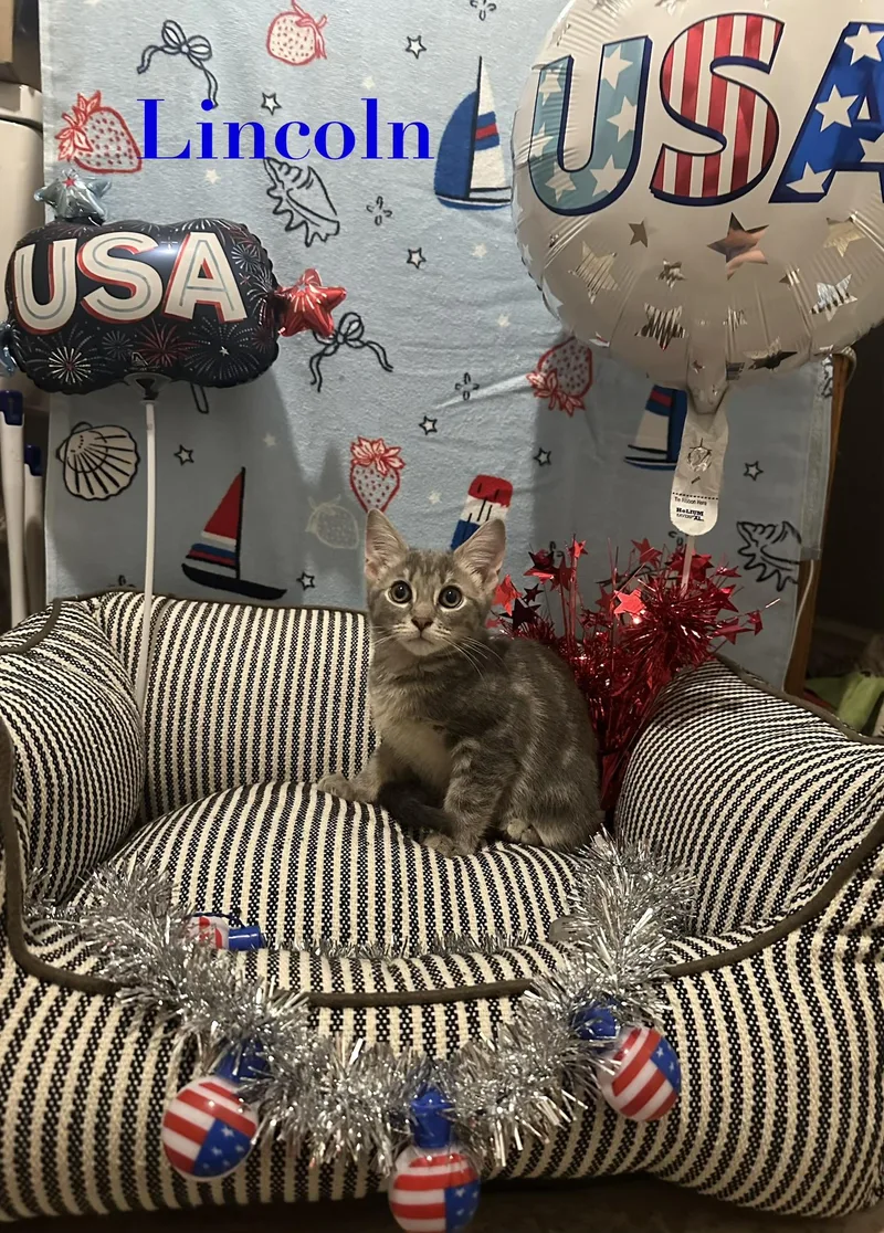A baby small-sized male Brown / Chocolate Domestic Short Hair cat named Lincoln for adoption in Pittsburgh, PA