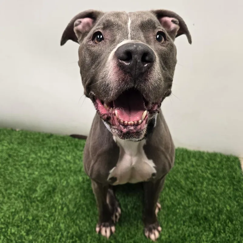 An adult medium-sized female Gray / Blue / Silver Pit Bull Terrier dog named Blue for adoption in Columbia, MO