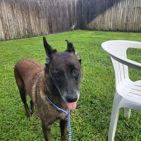 An adult large-sized female Tricolor (Brown, Black, & White) Belgian Shepherd / Malinois dog named Country Queens Reba for adoption in Imlay City, MI