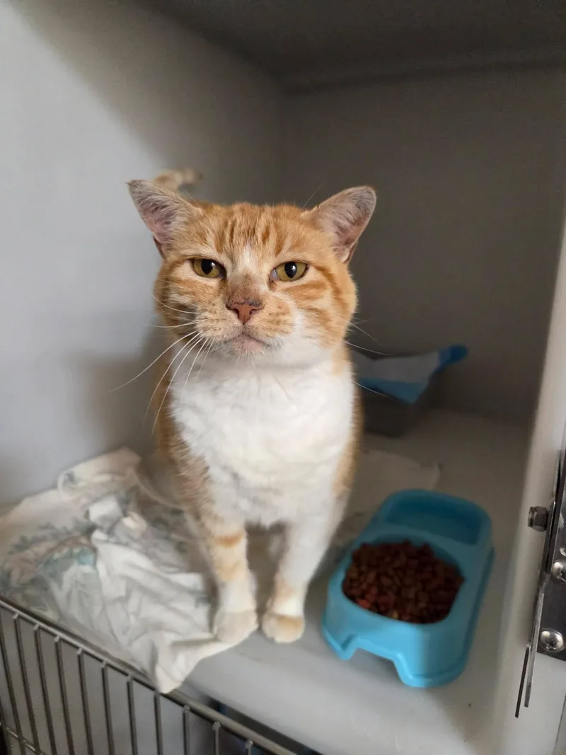 An adult large-sized female Orange & White Domestic Short Hair cat named Lucky for adoption in Roosevelt, UT