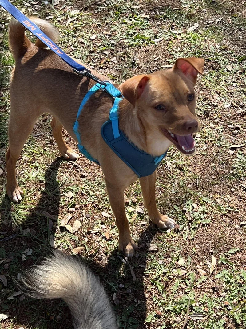 A young small-sized male Miniature Pinscher dog named Dobbie for adoption in Gun Barrel City, TX