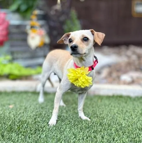 Wiggles thumbnail 5