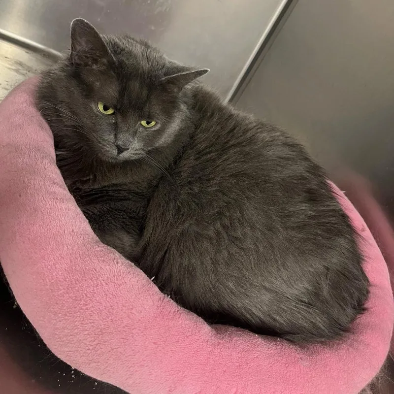 An adult large-sized female Gray / Blue / Silver Domestic Long Hair cat named Whimsey for adoption in Indianapolis, IN