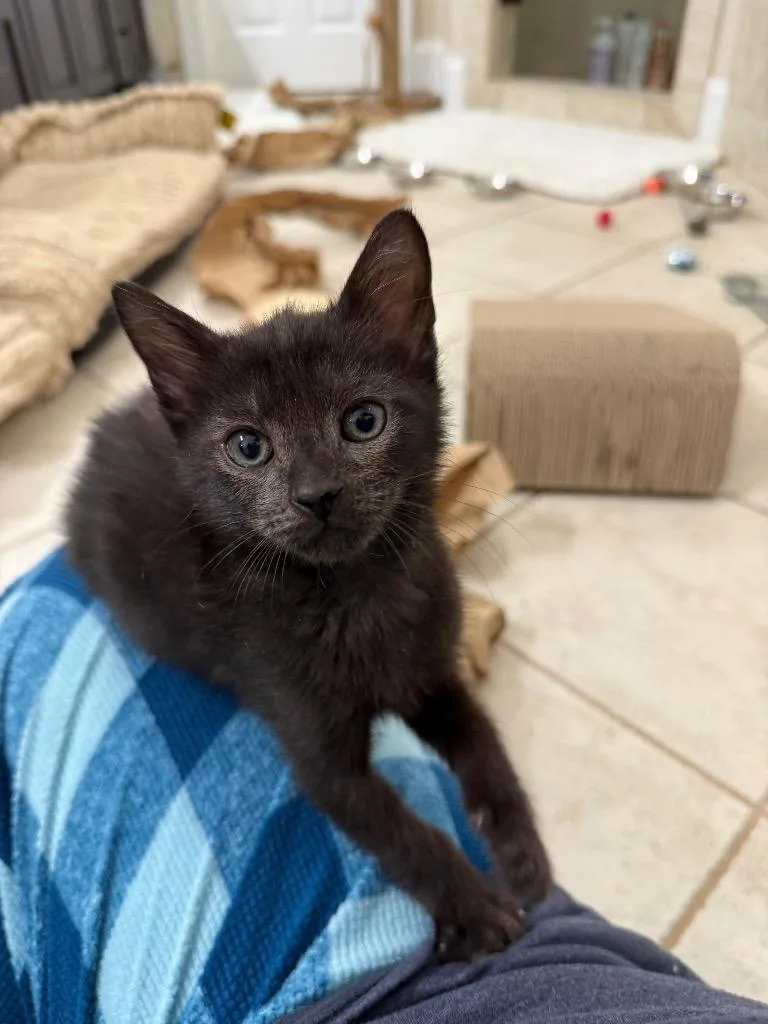 A baby medium-sized female Domestic Short Hair cat named Pandora for adoption in Evans, GA