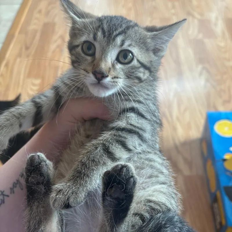 A baby small-sized female Brown / Chocolate Domestic Short Hair cat named Minnie for adoption in Rochester, MN