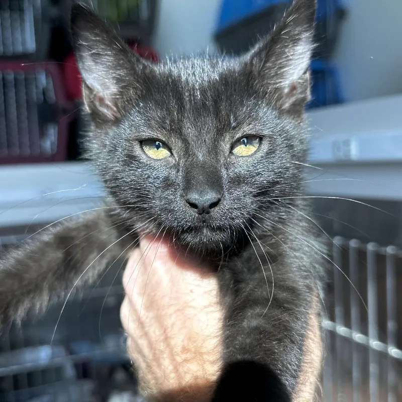 A baby small-sized female Black Domestic Short Hair cat named Carmella for adoption in Matteson, IL