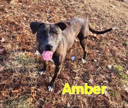 An adult medium-sized female Staffordshire Bull Terrier dog named Amber for adoption in Clinton, MO