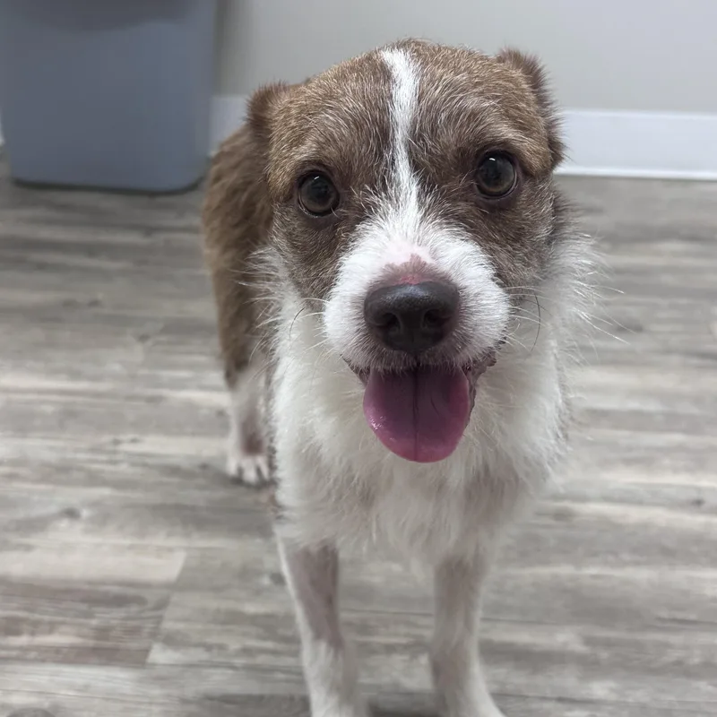 An adult small-sized male Jack Russell Terrier dog named Webber for adoption in Covington, TN