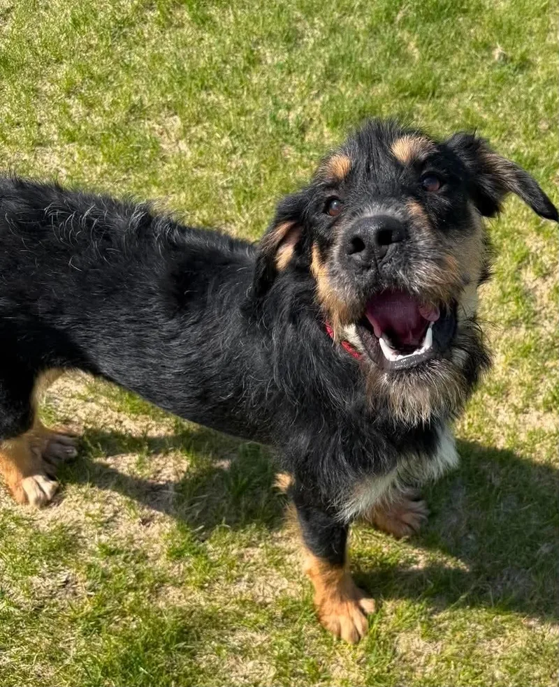 A young large-sized male Black German Wirehaired Pointer dog named Taki for adoption in Alexandria, MN