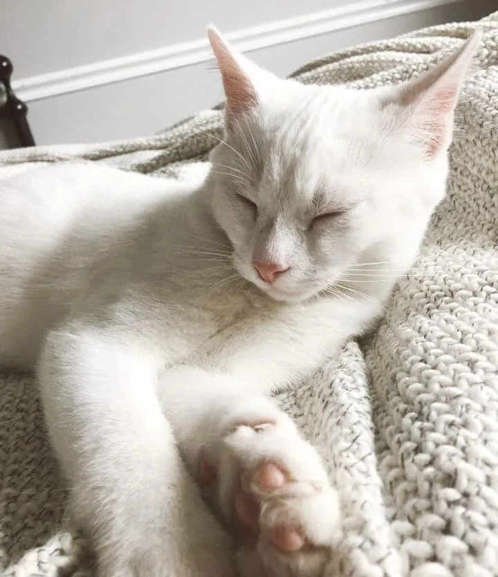A senior medium-sized male White Domestic Medium Hair cat named Walter for adoption in Philadelphia, PA