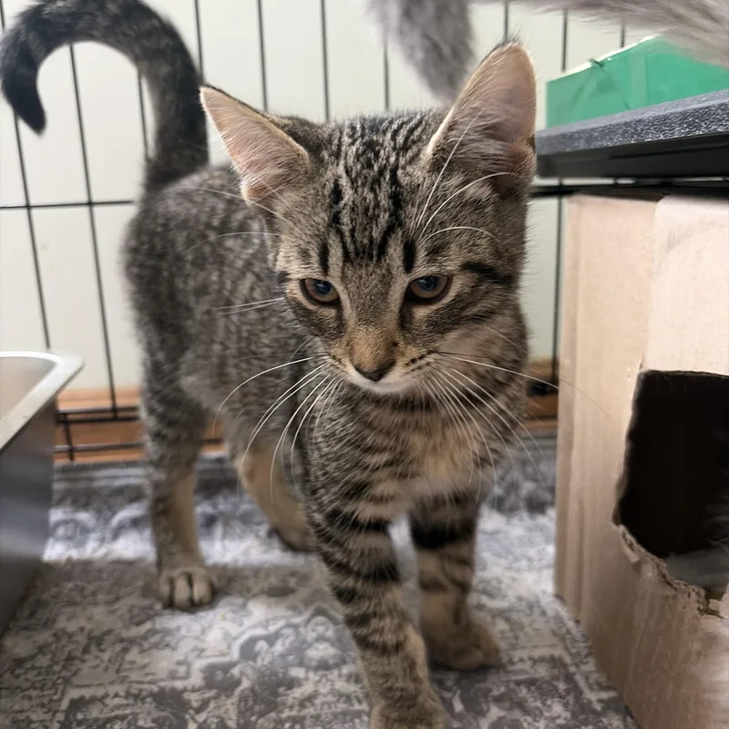 A baby medium-sized male Tabby (Buff / Tan / Fawn) Tabby cat named Blizzard for adoption in Independence, OH
