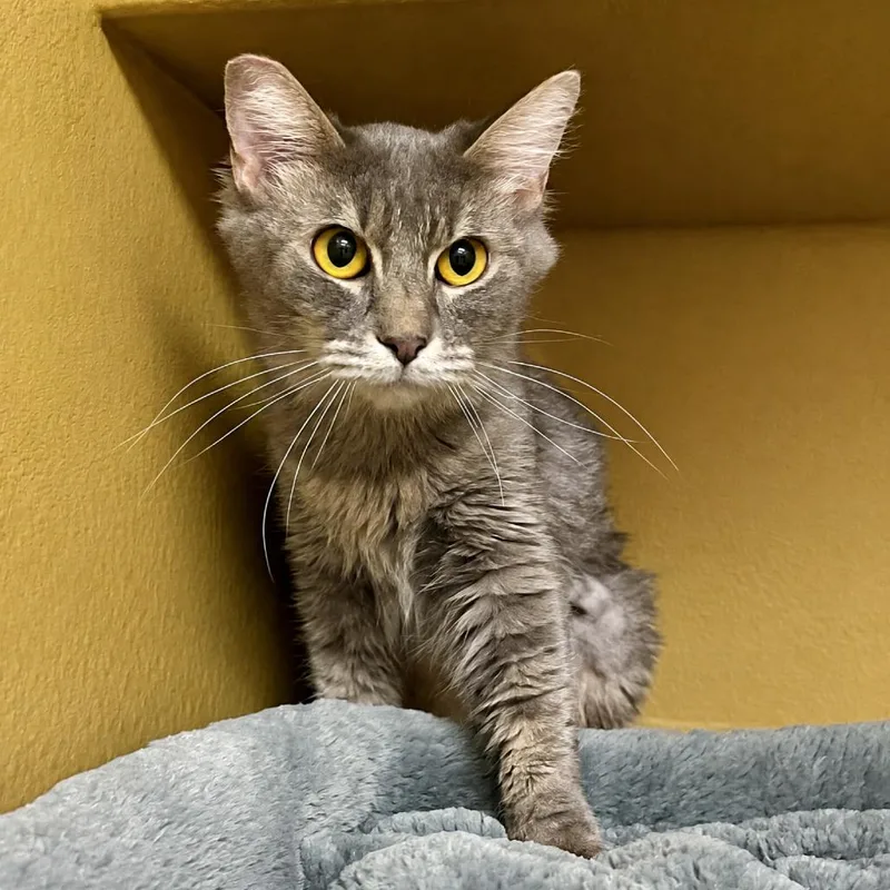 An adult medium-sized female Gray / Blue / Silver Domestic Short Hair cat named Aggie for adoption in Las Vegas, NV