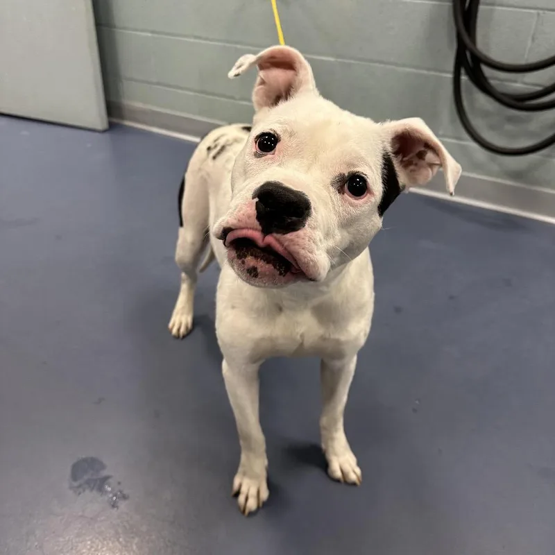 An adult medium-sized female White / Cream Boxer dog named Kiora for adoption in Greensboro, NC