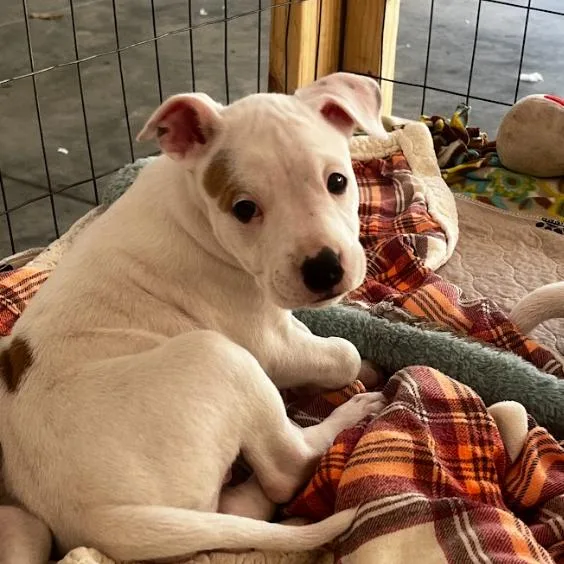 A baby medium-sized female White / Cream Mixed Breed dog named Raspberry for adoption in Mebane, NC