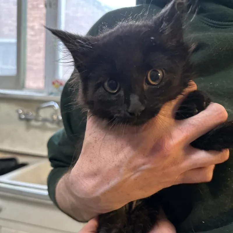 A baby small-sized male Black Domestic Long Hair cat named Genoa for adoption in Grantsville, UT