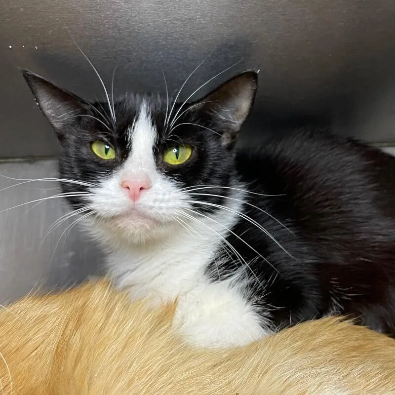 An adult medium-sized female Domestic Short Hair cat named Circe for adoption in Roanoke, VA