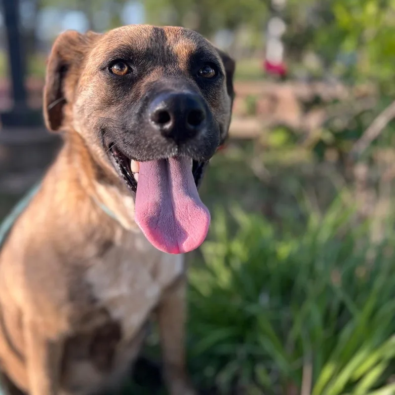 A young medium-sized female Brindle Labrador Retriever dog named Lulu for adoption in Spring, TX