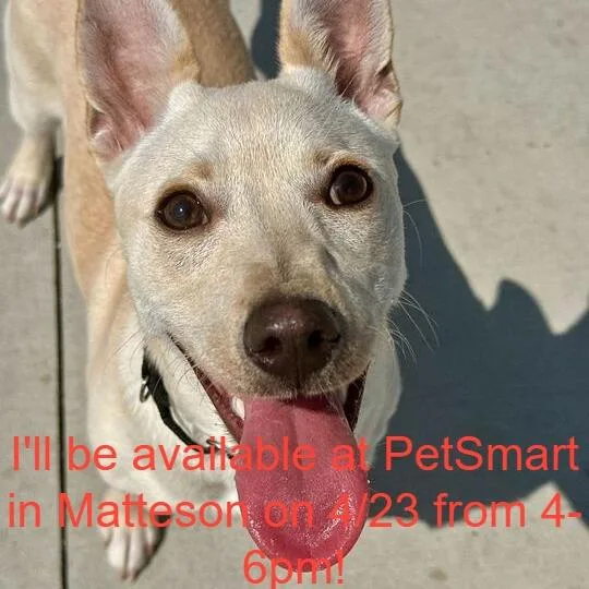 A baby small-sized female Yellow / Tan / Blond / Fawn Mixed Breed dog named Jingle for adoption in Matteson, IL