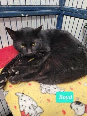 Boyd thumbnail 3