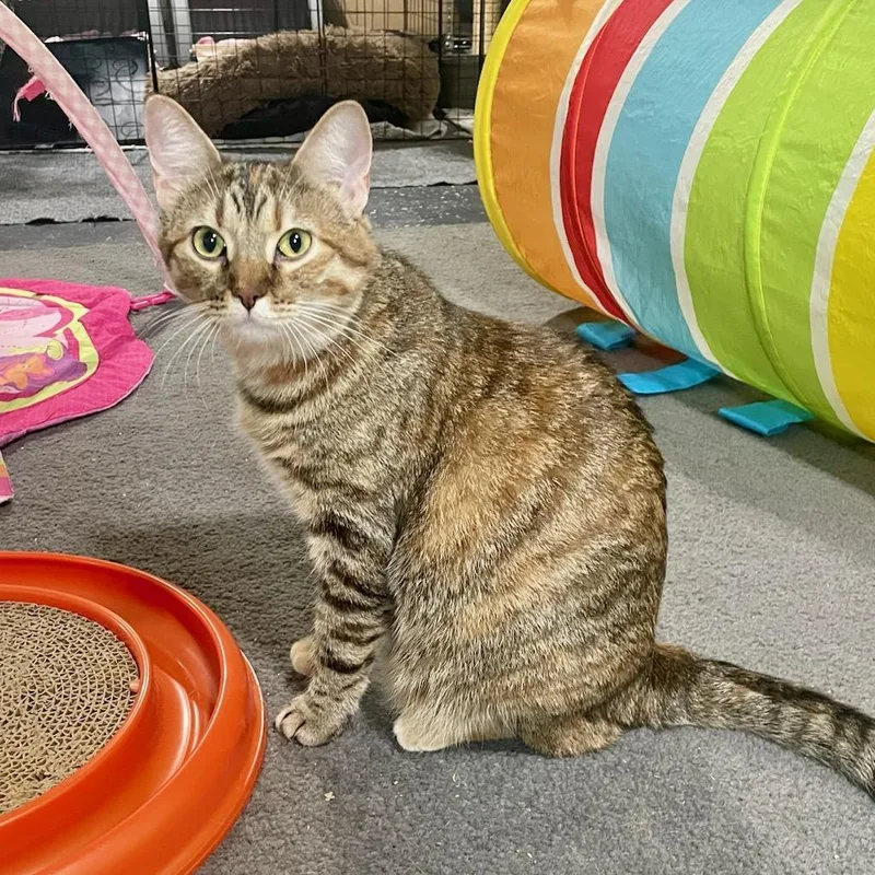 A young medium-sized female Torbie cat named Caramel for adoption in Benson, MN