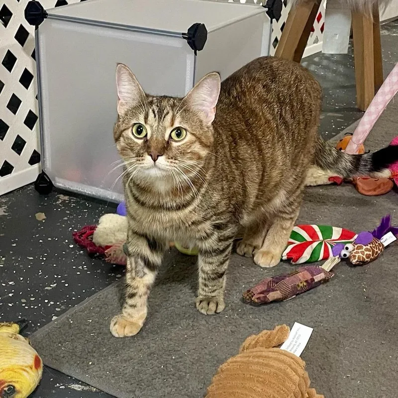 Caramel thumbnail 2
