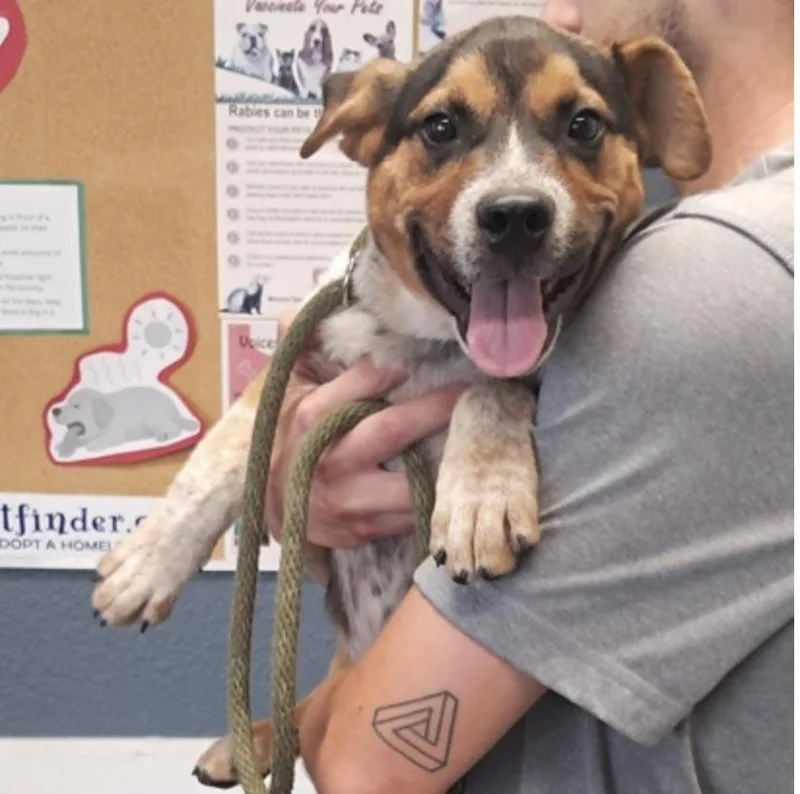 A baby medium-sized male White / Cream Cattle Dog dog named Howie for adoption in Hollister, MO