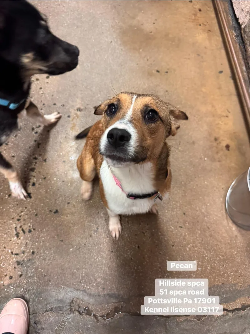 A young medium-sized female Tricolor (Brown, Black, & White) Hound dog named Pecan for adoption in Pottsville, PA