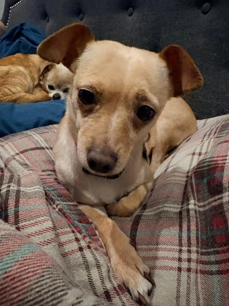 Sadie thumbnail 2
