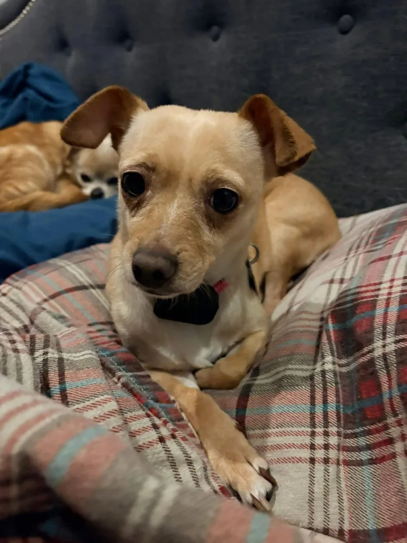 Sadie thumbnail 3