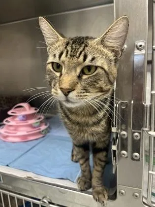 An adult large-sized male Domestic Short Hair cat named Sabertooth for adoption in Largo, FL