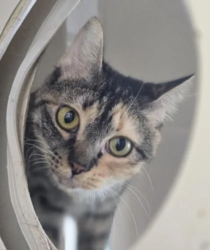 A young medium-sized female Brown / Chocolate Domestic Short Hair cat named Octavia for adoption in Fernandina Beach, FL