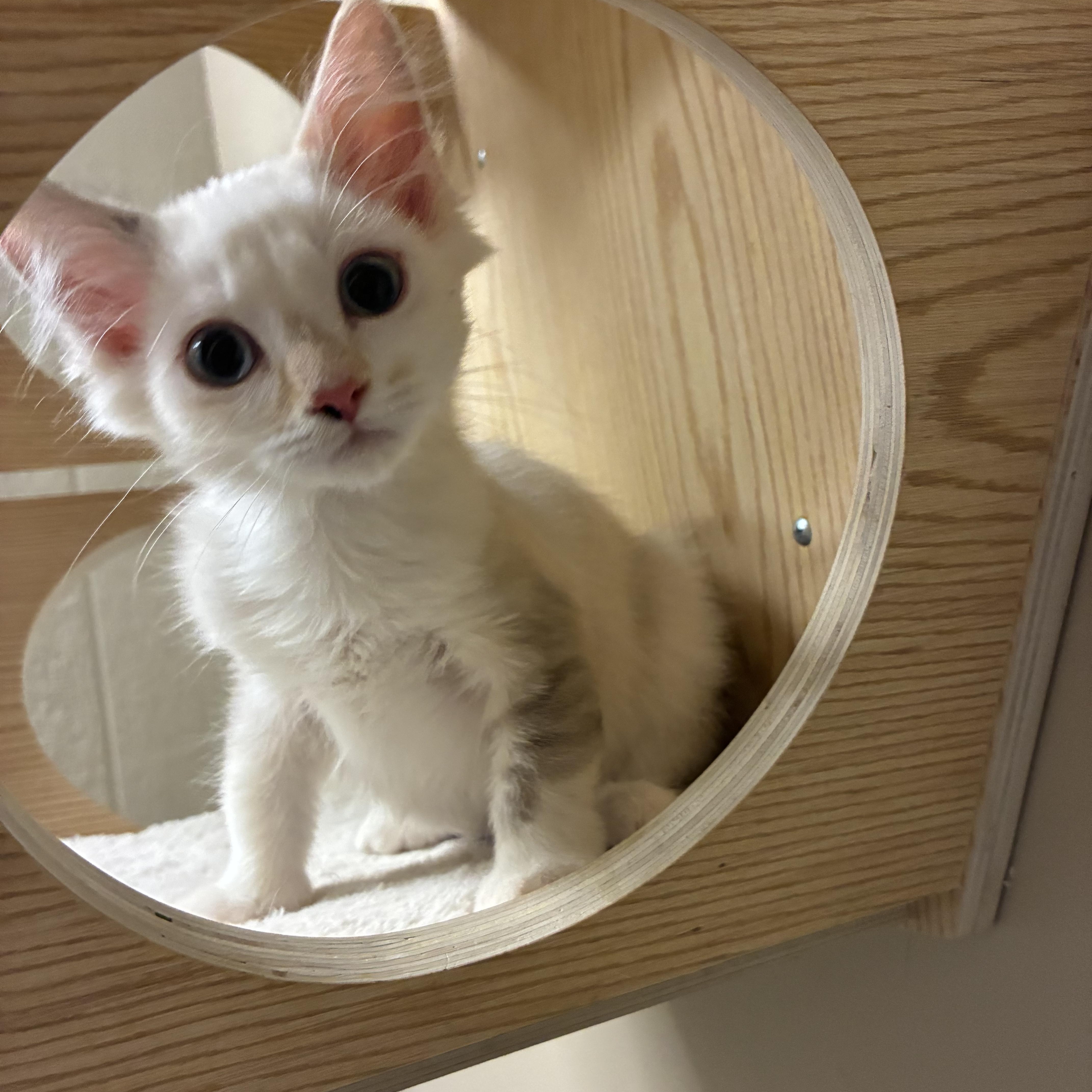A baby small-sized female Siamese cat named Ellie for adoption in queen creek, AZ