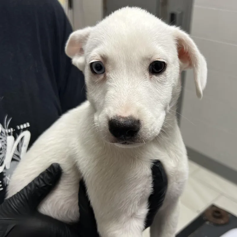 A baby small-sized female White / Cream Mixed Breed dog named Jolie for adoption in Lufkin, TX