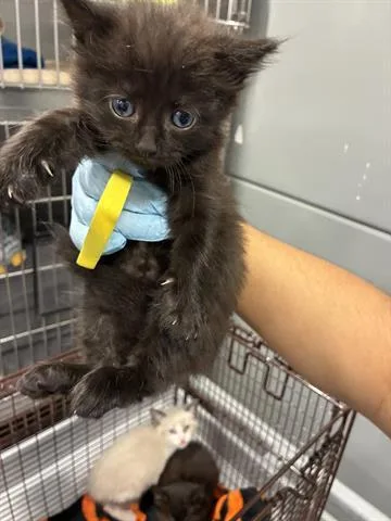 A baby small-sized female Domestic Medium Hair cat named Blueberry for adoption in San Martin, CA