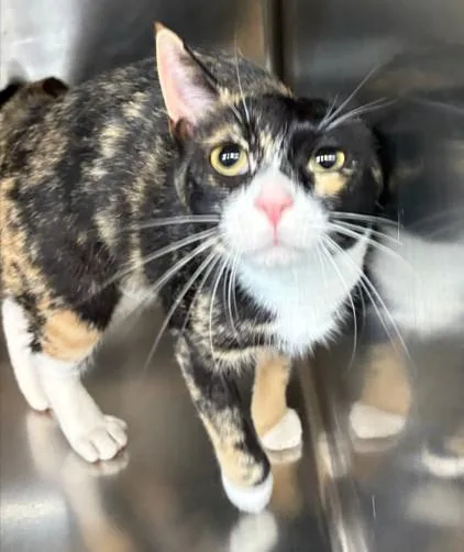 A young medium-sized female Domestic Short Hair cat named Merlot for adoption in Aurora, IL