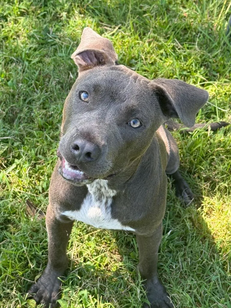 Blu