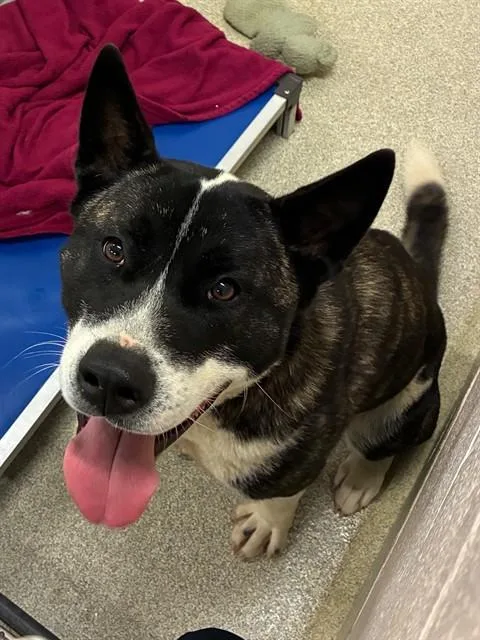 A young large-sized male Akita dog named Riko for adoption in Statesville, NC