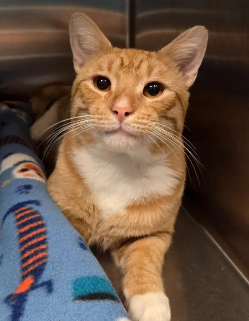 A young small-sized male Domestic Short Hair cat named Butterscotch for adoption in Ocala, FL