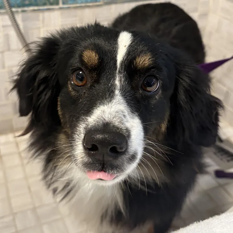 A young medium-sized female Black Australian Shepherd dog named LaLa for adoption in San Francisco, CA
